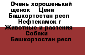 Очень хорошенький щенок. › Цена ­ 500 - Башкортостан респ., Нефтекамск г. Животные и растения » Собаки   . Башкортостан респ.